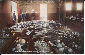 Old postcard image, circa 1925, of salmon waiting to be shipped