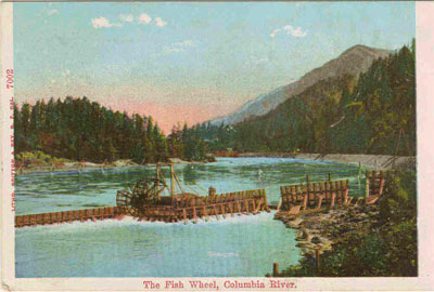 A postcard image, circa 190, of a fish wheel working somewhere on the Columbia.