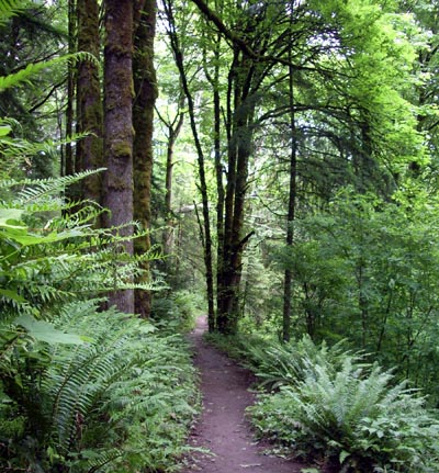 Photo of Forest Park, Portland, Oregon