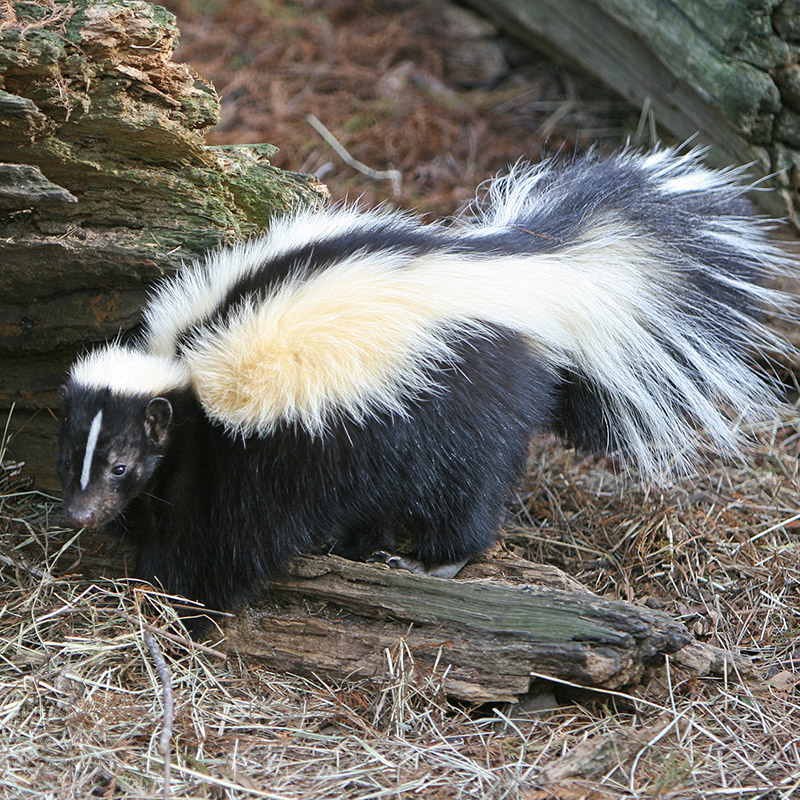 Skunk’s pelt would be best admired from far away