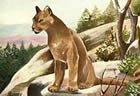 A postcard picture of a cougar. The cat featured in this old Oregon 'tall tale' would have had to be at least as big and mean as this one.